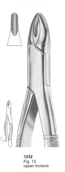  Fig. 13 upper incisors 